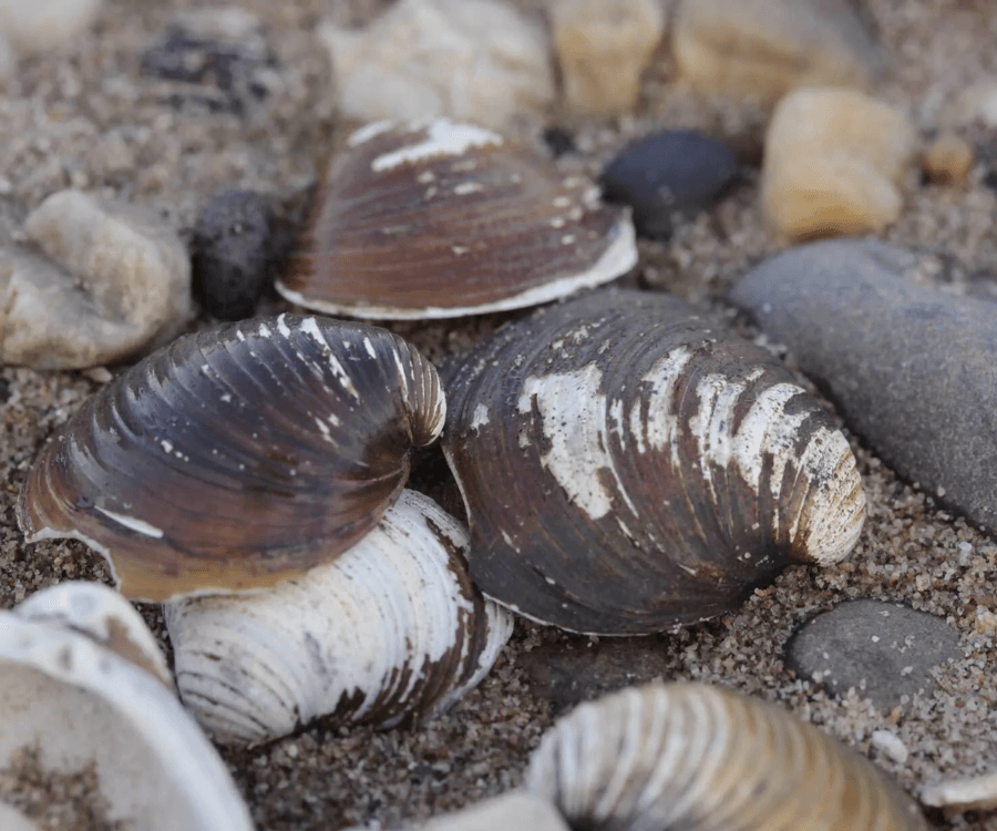 Corbicula Clam