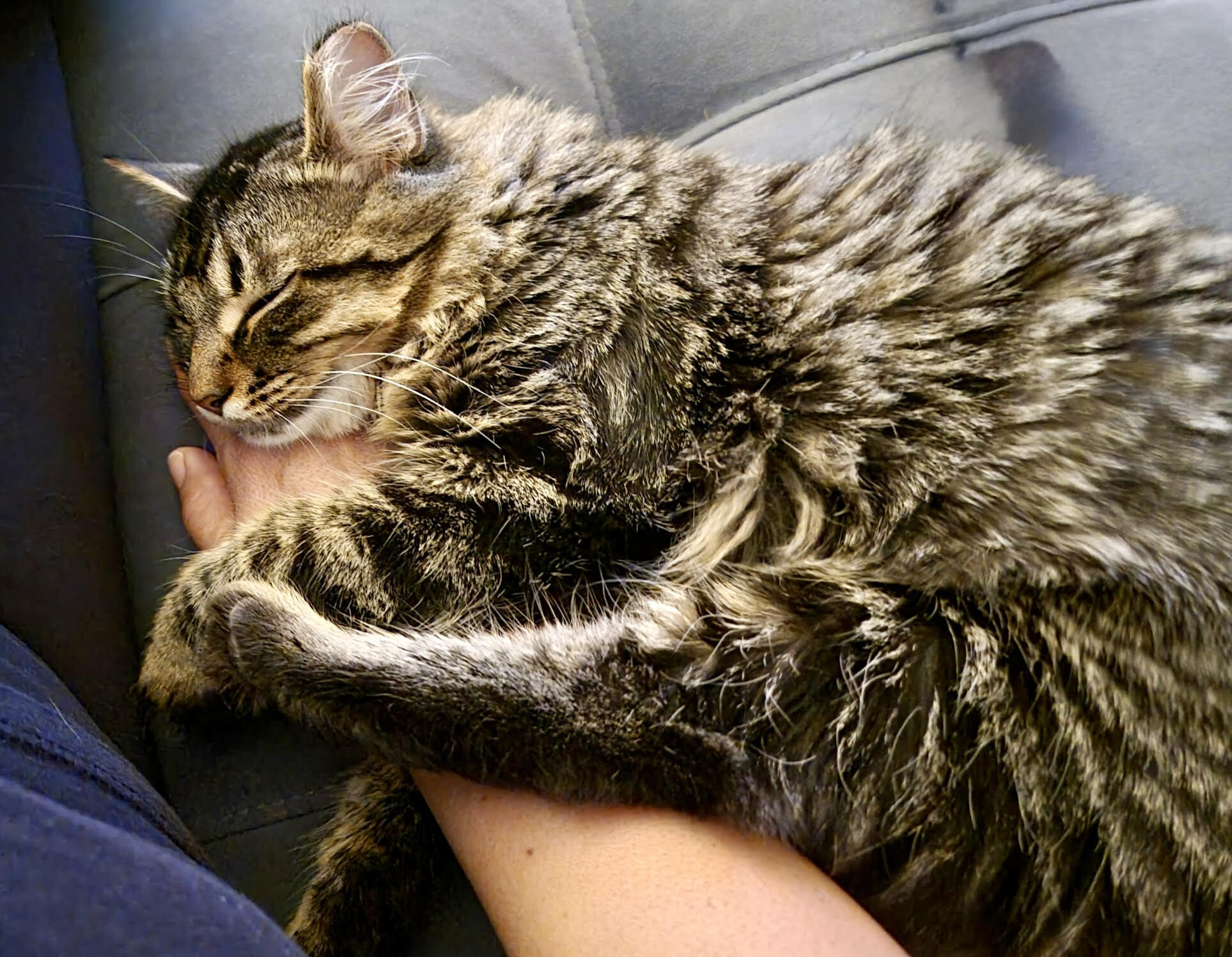 Princess - ADOPTION PENDING