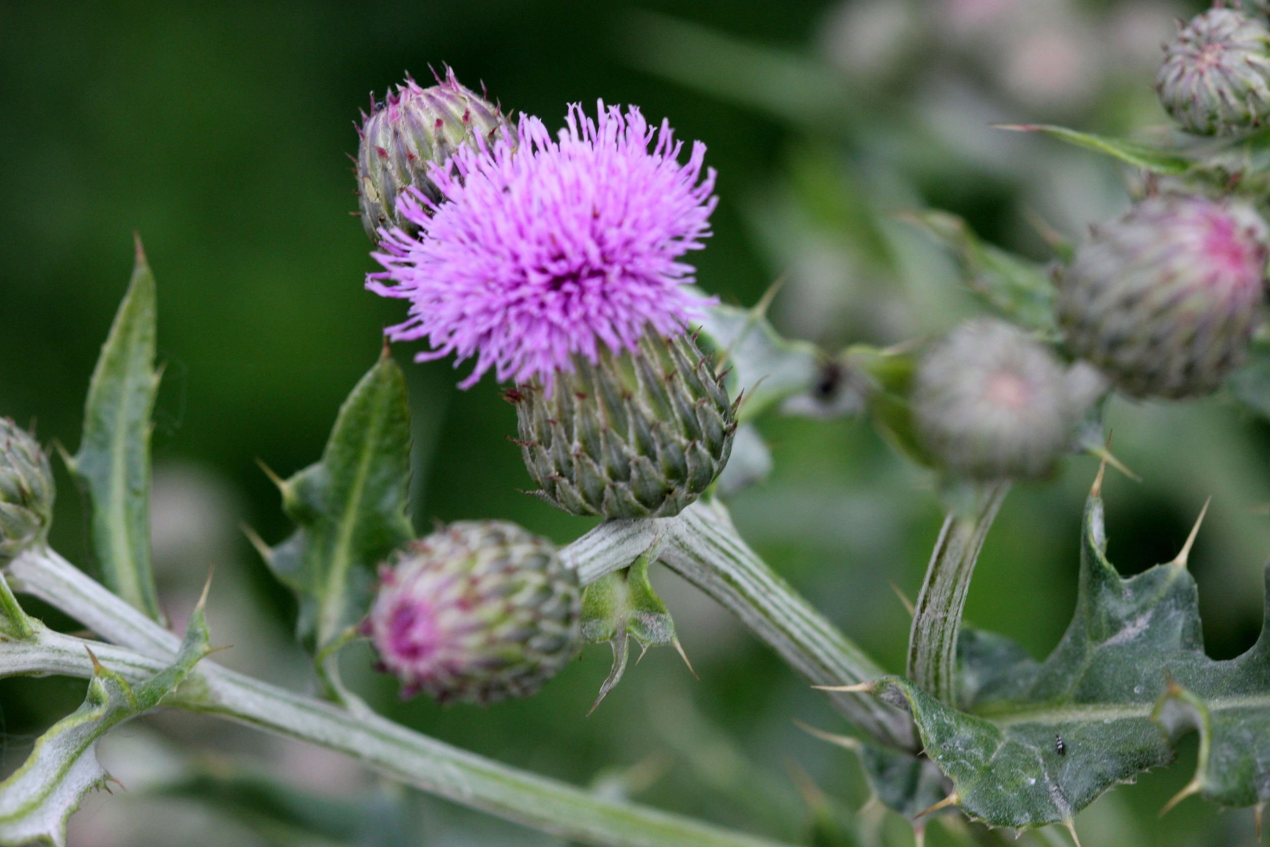 Canada Thistle