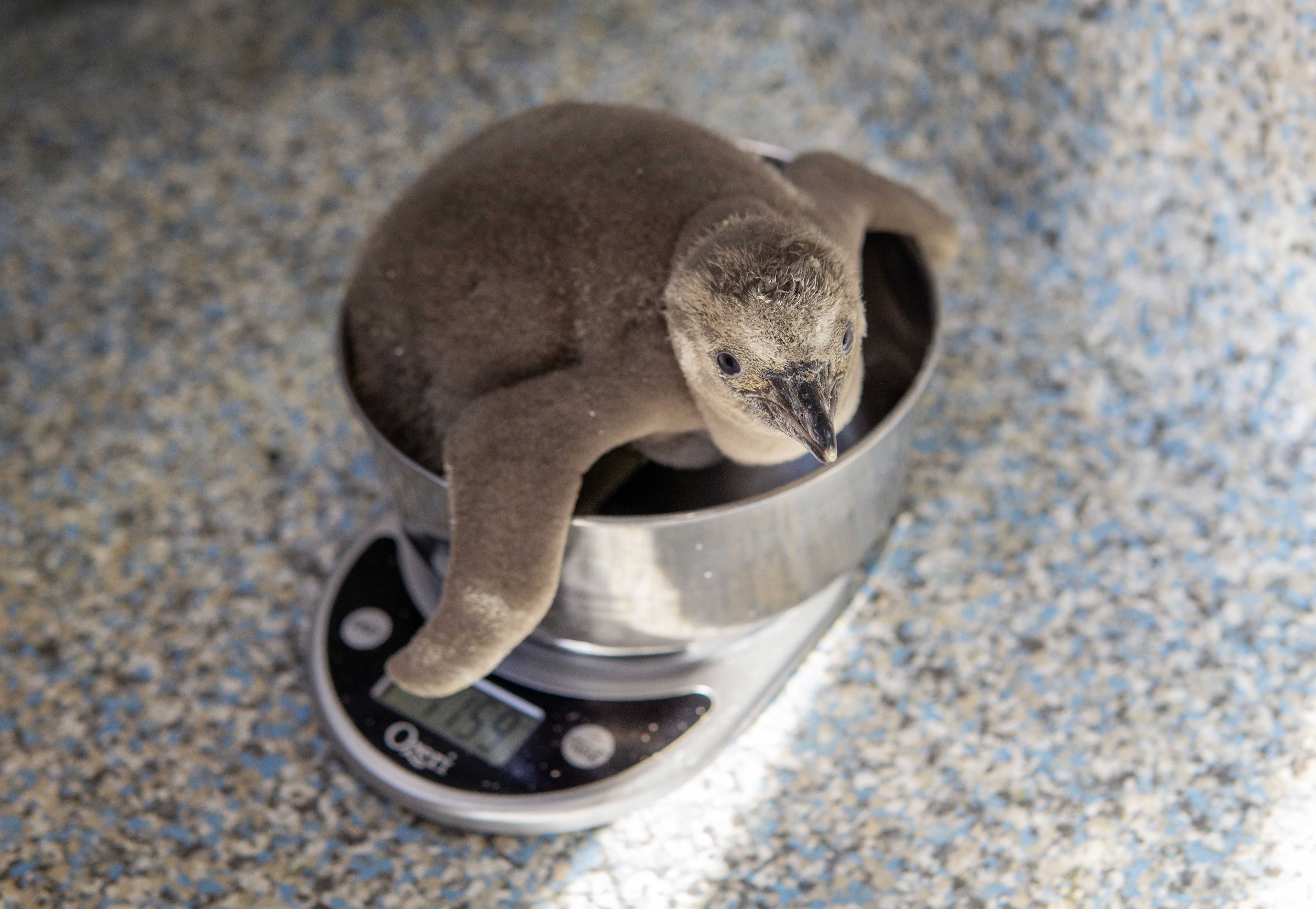 Penguin Chick 29 Days