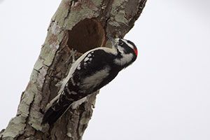 Downy Woodpecker (male)