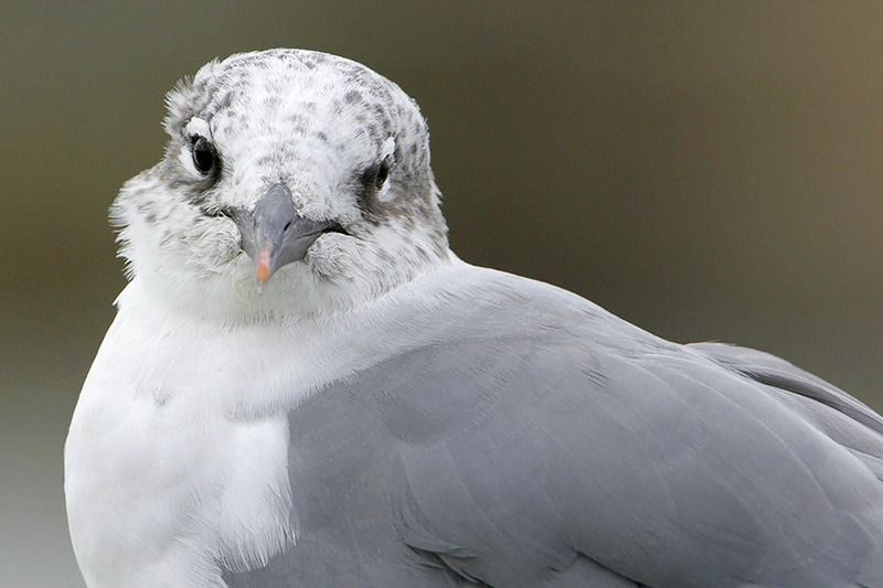 Laughing Gull