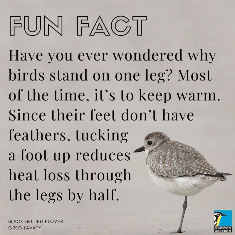 Fun fact about standing on one leg