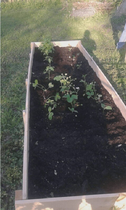 Sarah’s raised bed attempt. They did pretty well for the first season but the warping and settling made things difficult the second season. Lessons learned: don’t fill raised beds with 100% compost and use treated or painted wood.