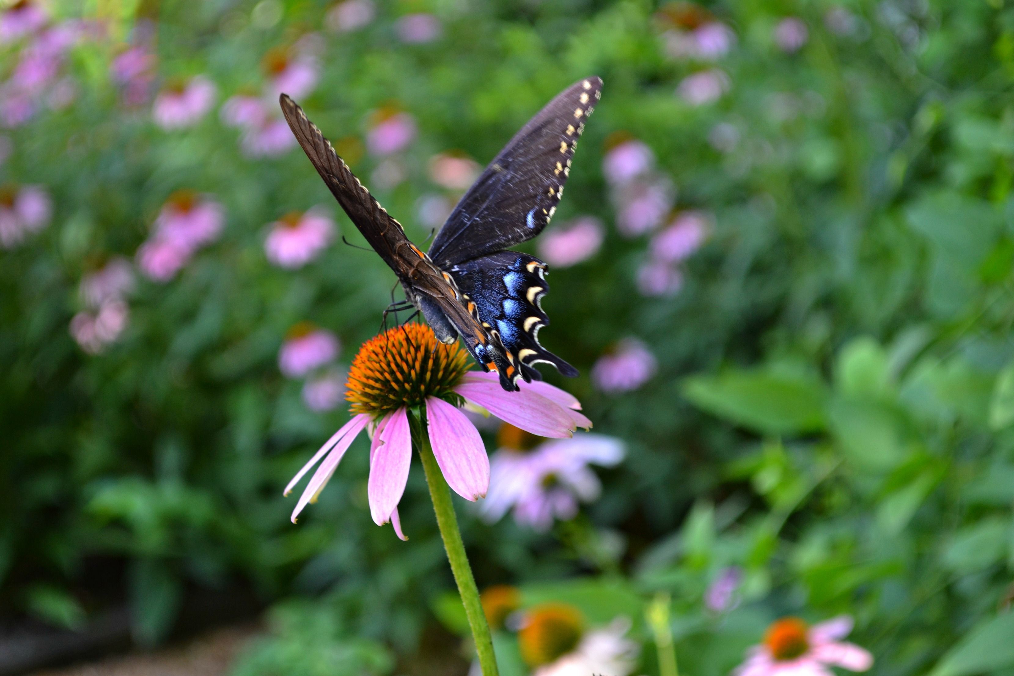 A black swallowtail butterfly lands on a purple coneflower blossom. 