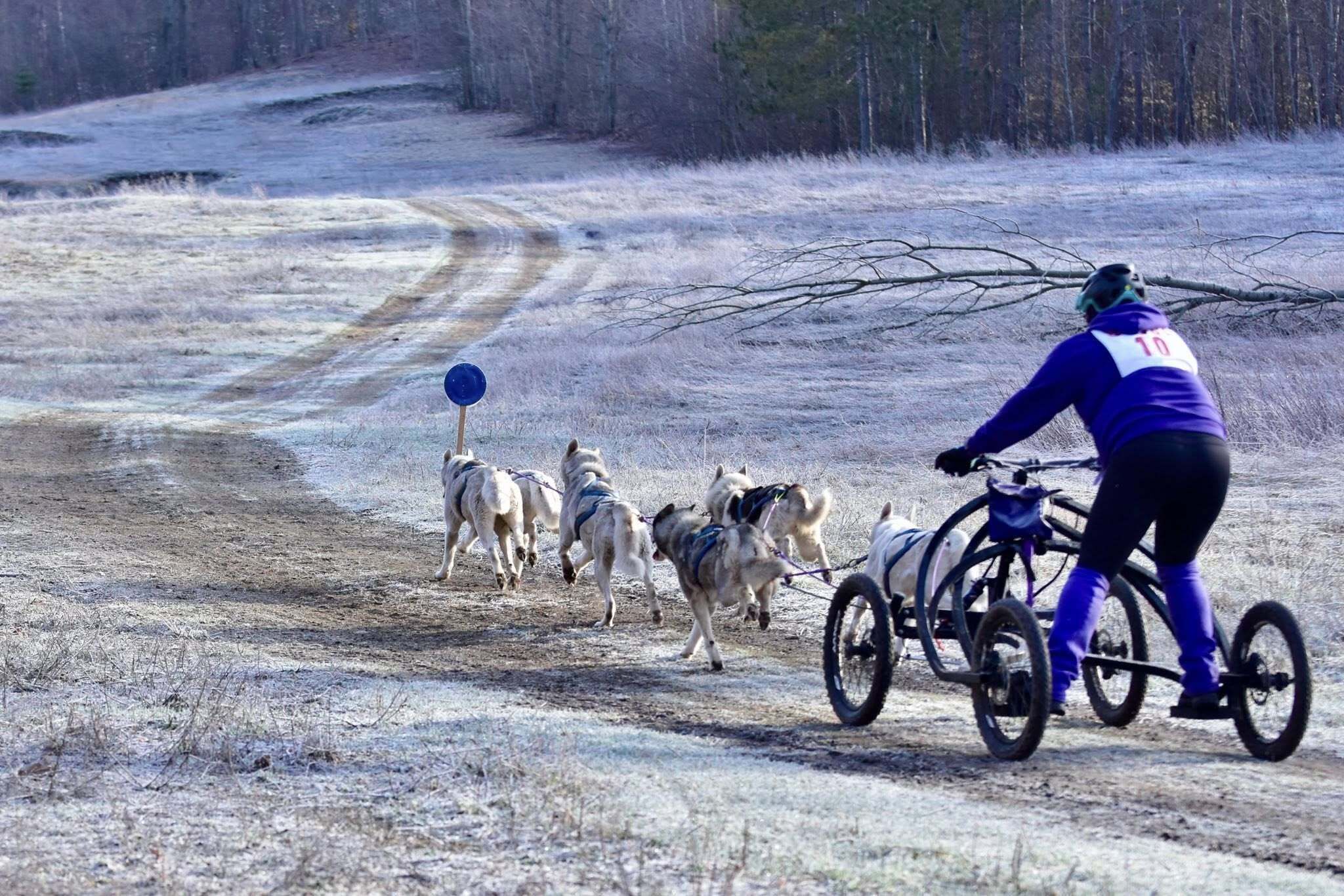Dryland Sled Dog Racing
