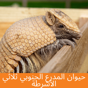 southern three banded armadillo