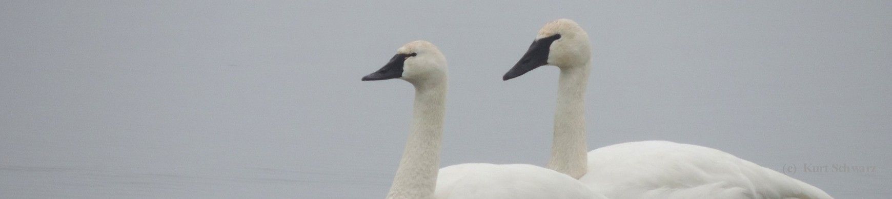 Head and bill shapes can help identify swan species including Trumpeter Swans, Tundra Swans and Mute Swans