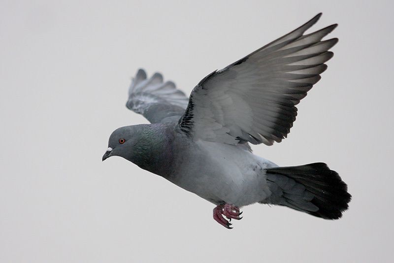 Rock Pigeon