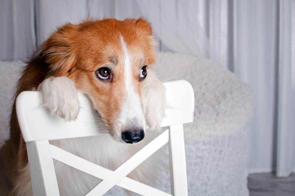 picture of a guilty dog