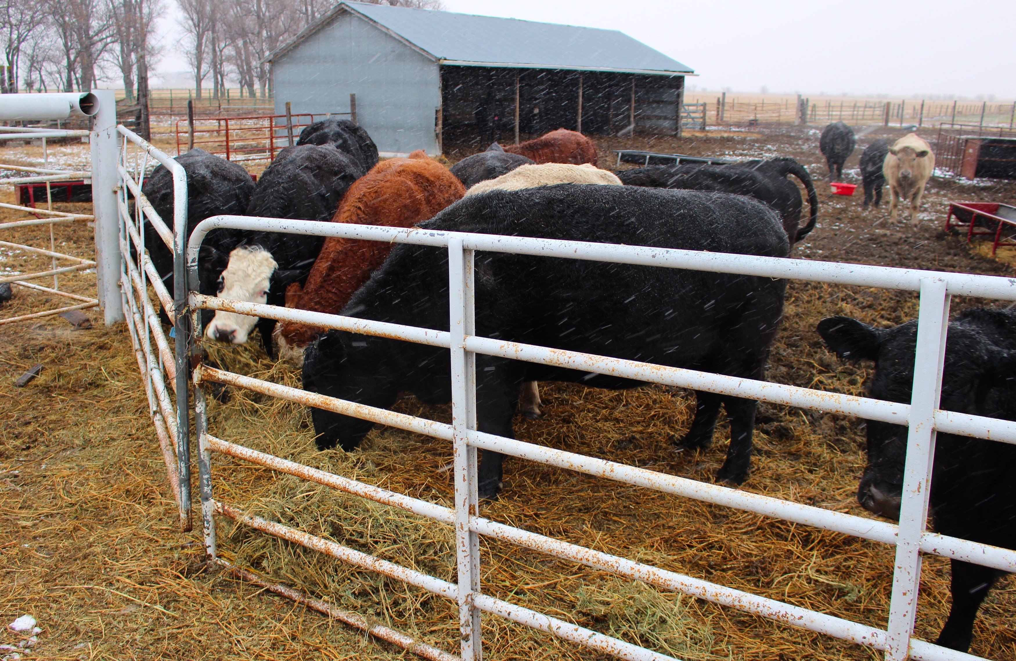 Cattle Working Chute Scales