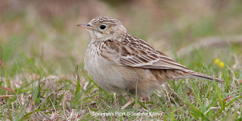 Sprague's Pipit 