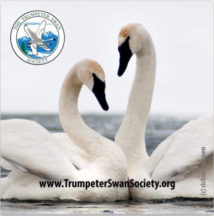 Magnet: Swan Love 3"x3"