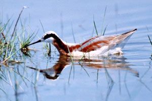 Wilson's Phalarope