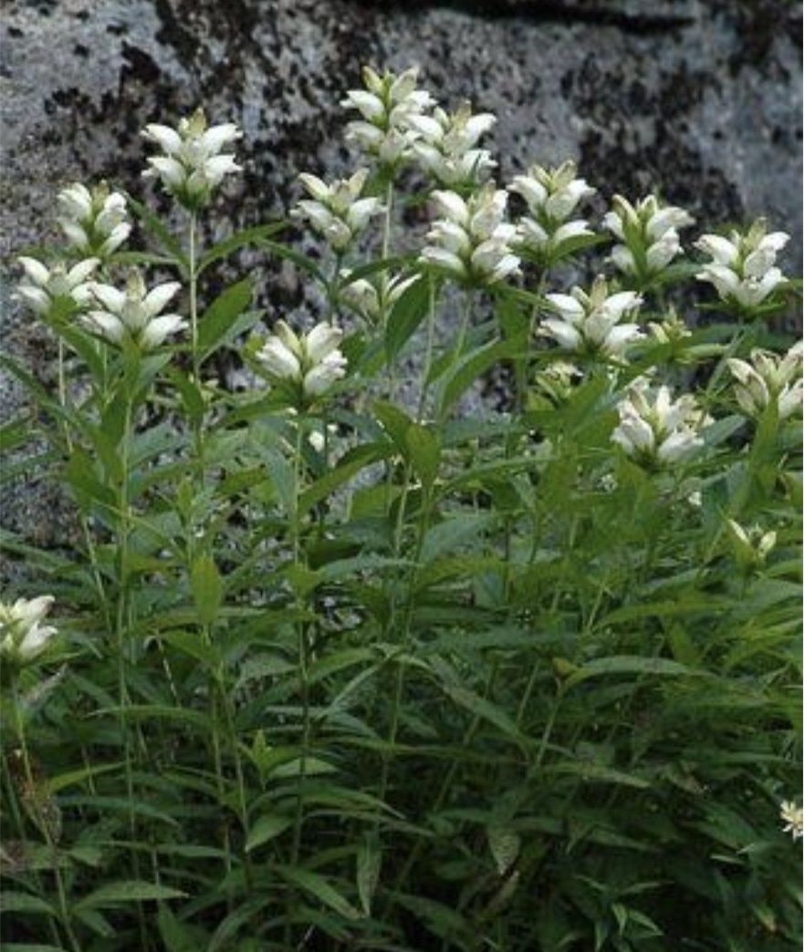 Chelone Glabra  (“White Turtlehead”)