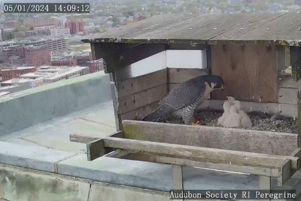 Watch: Peregrine Falcon Cam | Providence, RI | Audubon Society of Rhode ...