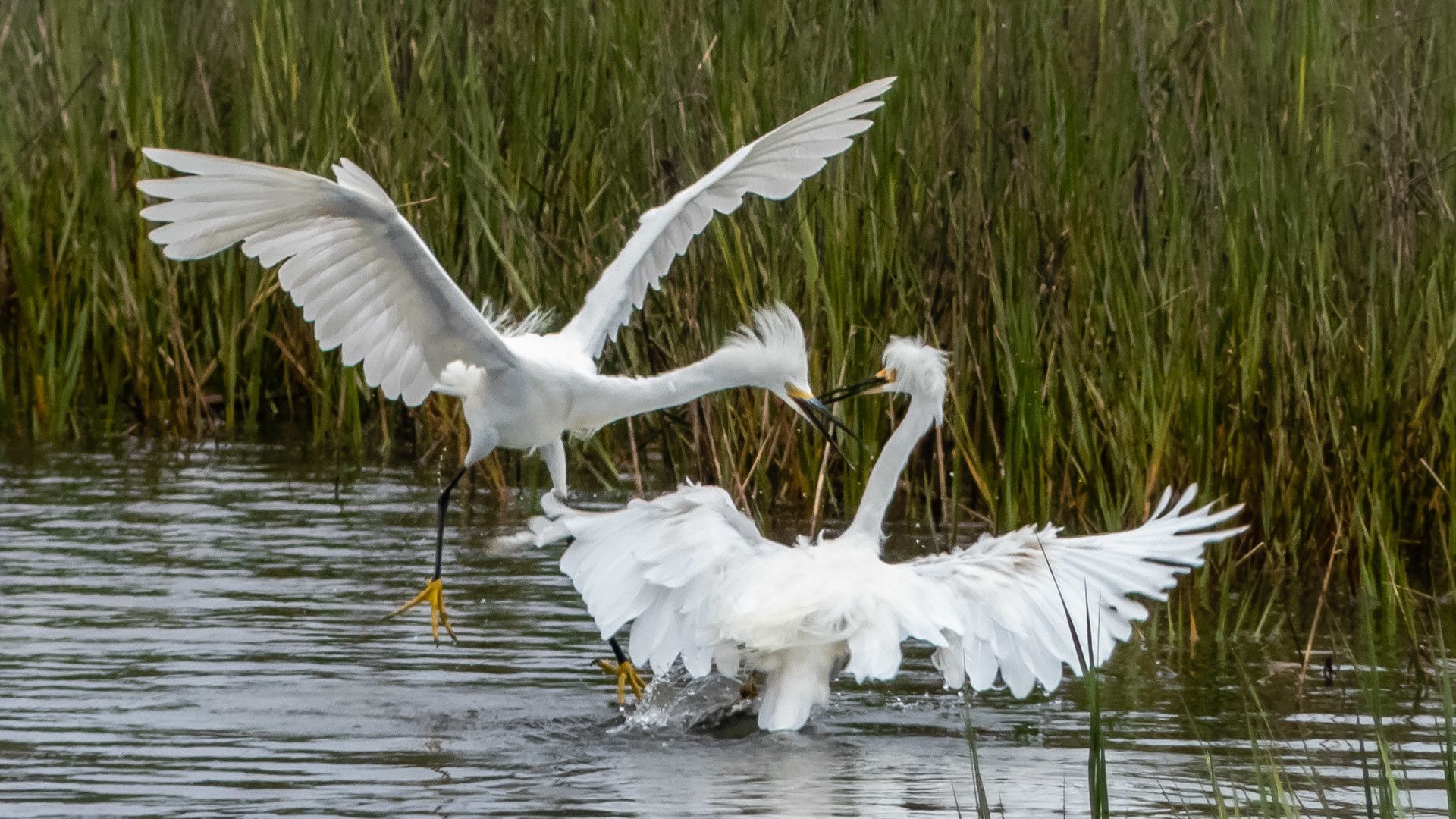 Pair of egrets in Famosa Slough