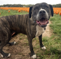 Karl - ADOPTED