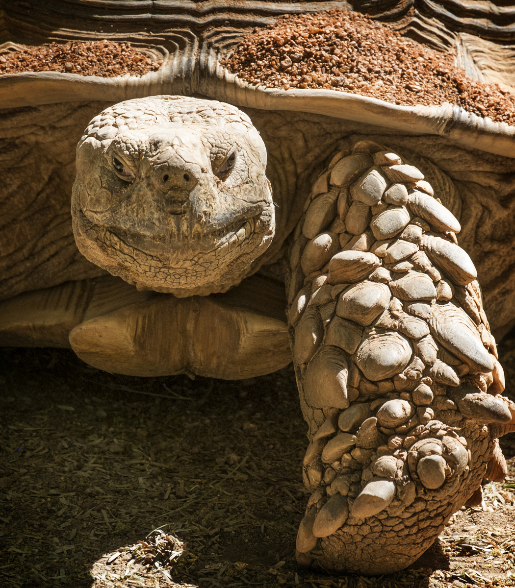 Goliath Tortoise