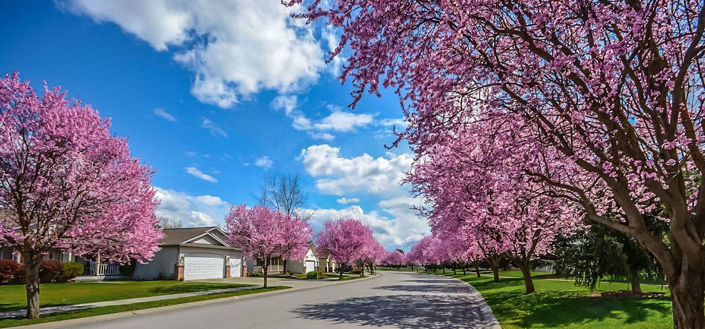 Neighborhood street with bright pink trees blooming.