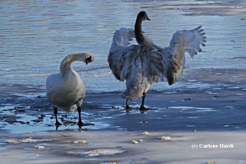 My Swan Story by Carlene H.