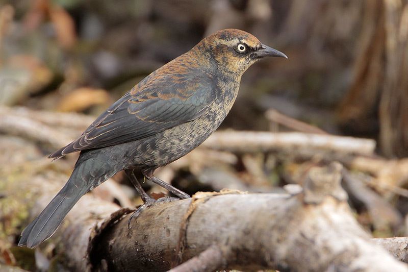 Rusty Blackbird