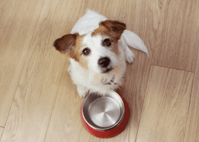 Give to Pet Food Bank