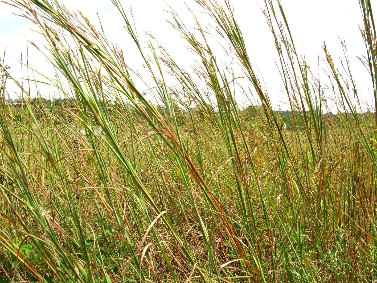 Tall grass