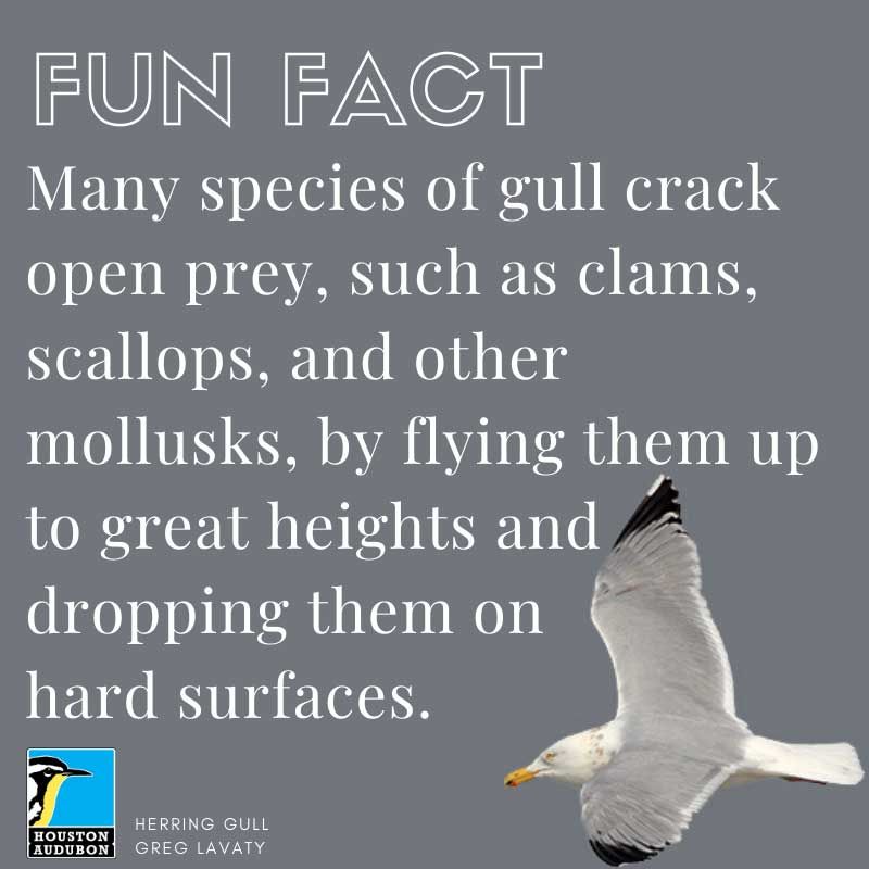 Gulls cracking prey fun fact