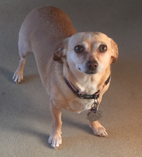 Josie - ADOPTED