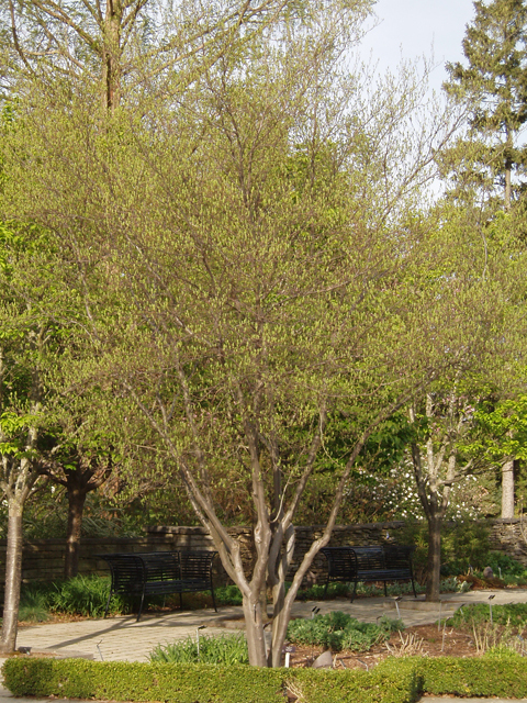 Spicebush - Sapling (2'-4')