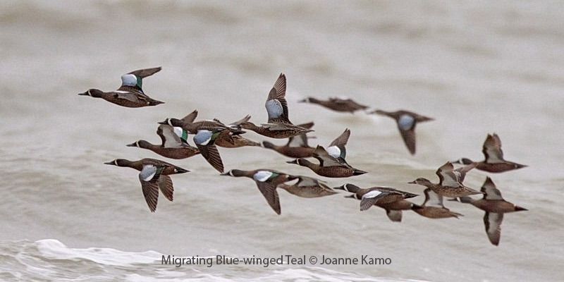 Blue-winged Teal