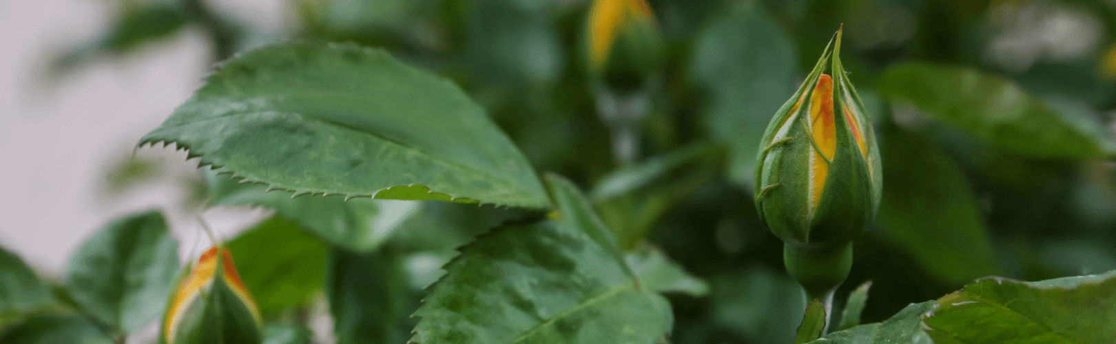 Psychosocial Approaches to Negative Symptoms Training Series