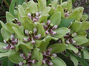 Green Milkweed