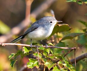 Black-tailed Gnatcatcher Identification, All About Birds, Cornell Lab of  Ornithology