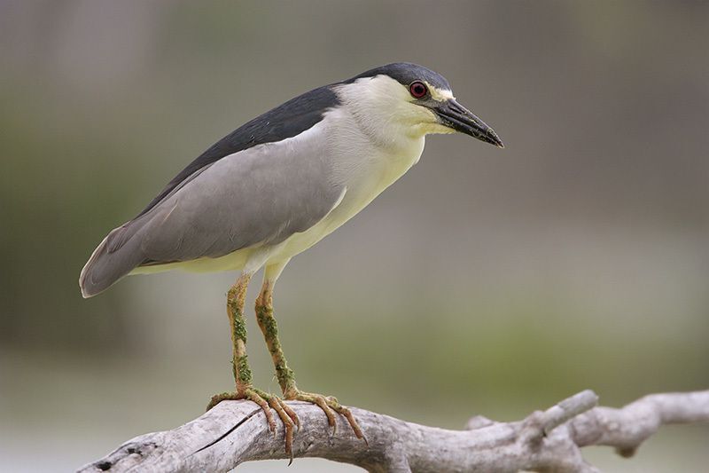 Black-crowned Night-Heron