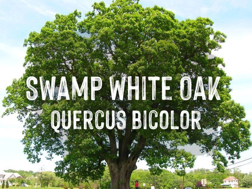 Swamp White