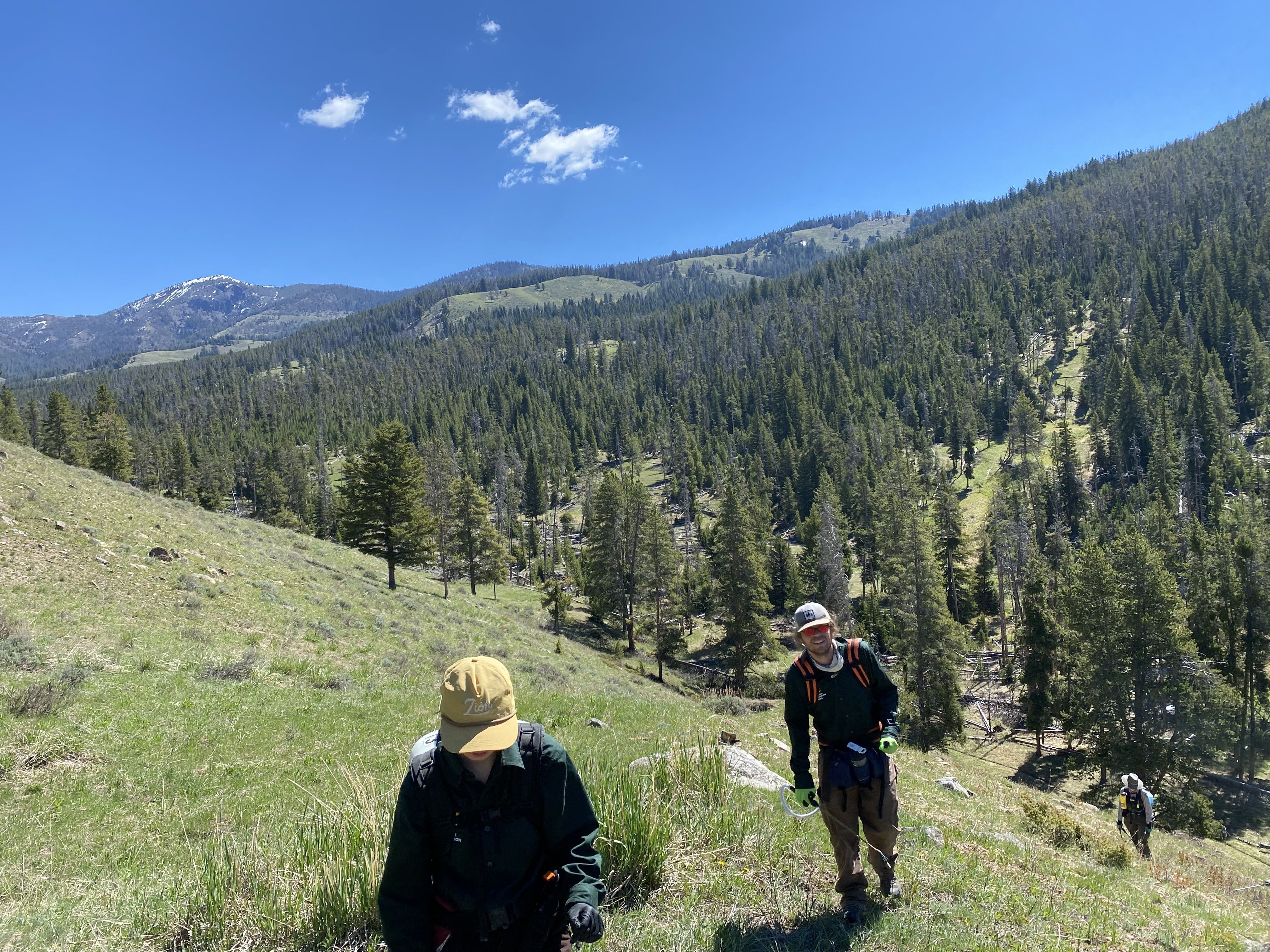 The Wildland Restoration Crew hikes along a hill in Yellowstone National Park