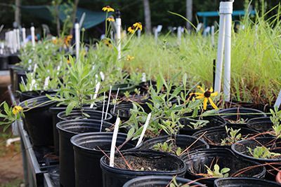 New Entergy Coastal Natives Nursery Established for Coastal Sanctuaries