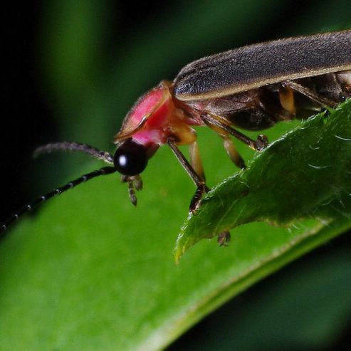 Firefly on a leaf