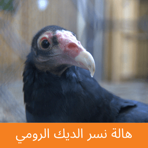 Turkey Vulture