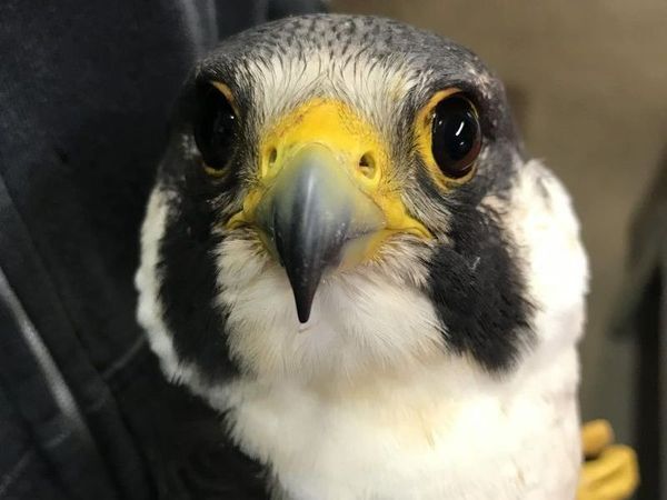 Owl Moon Raptor Center List Of Wildlife Rehabilitators