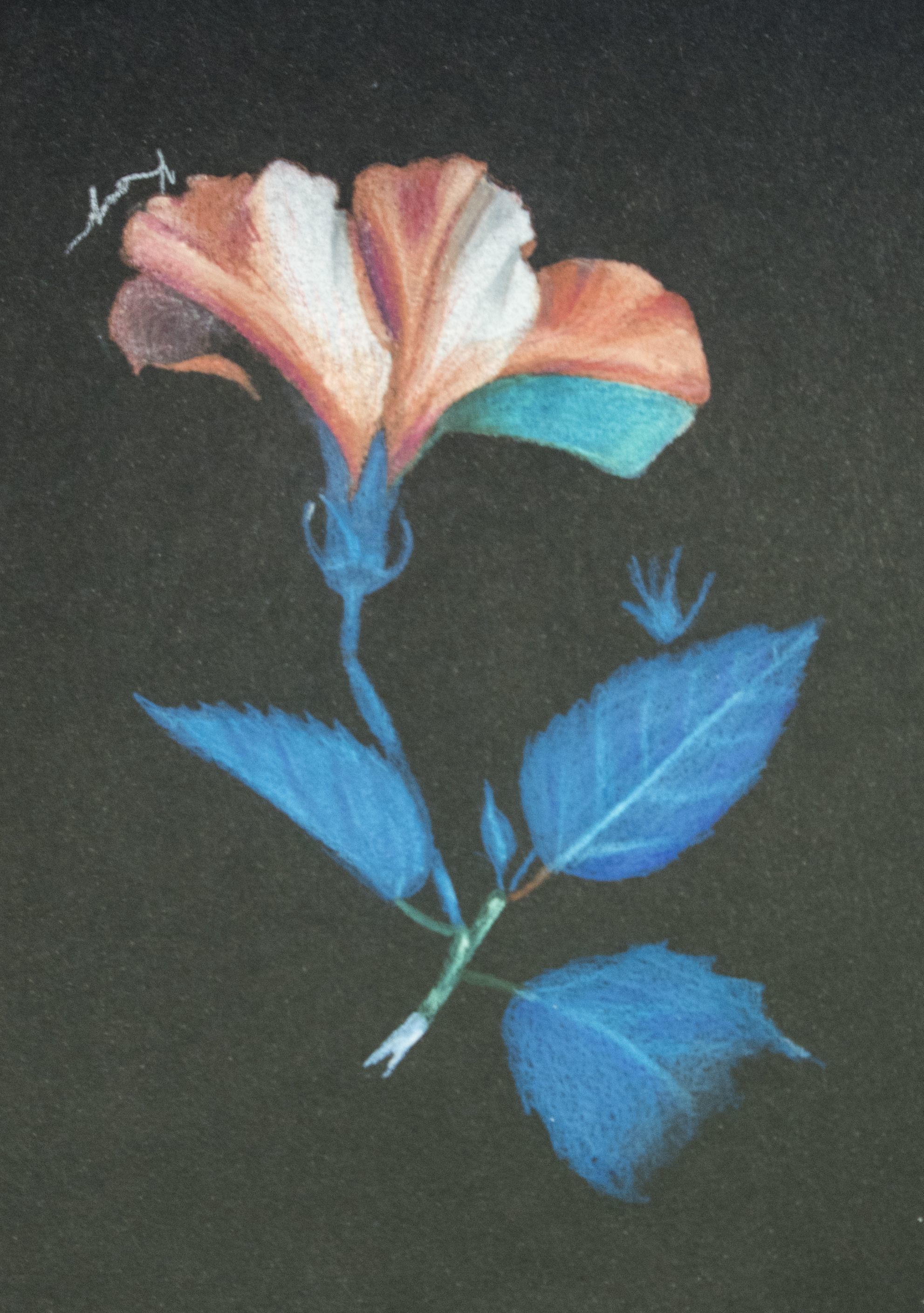 Kamryn Craig - "The Bloom"