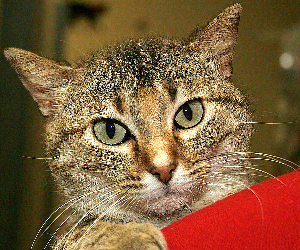 LUCY