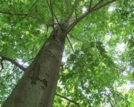 American Beech tree