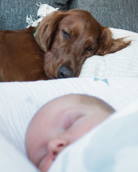 Tips To Prepare Your Dog for a New Baby