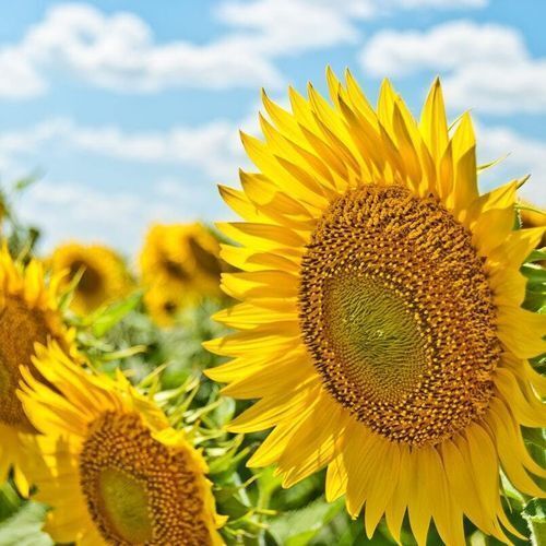 KDA Quarterly Newsletter: Summer 2026