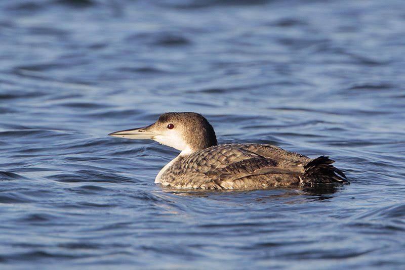 Common Loon