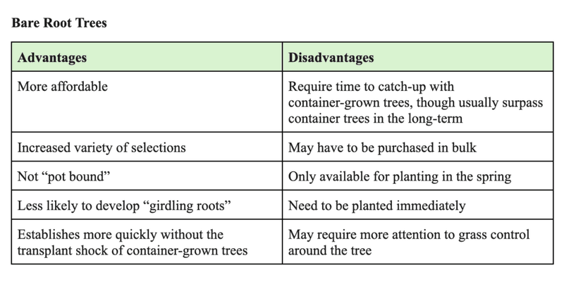 Table showing the advantages and disadvantages of bare root trees