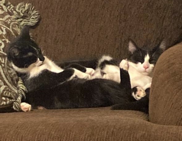 Cinders and Cooper - Adoption Pending